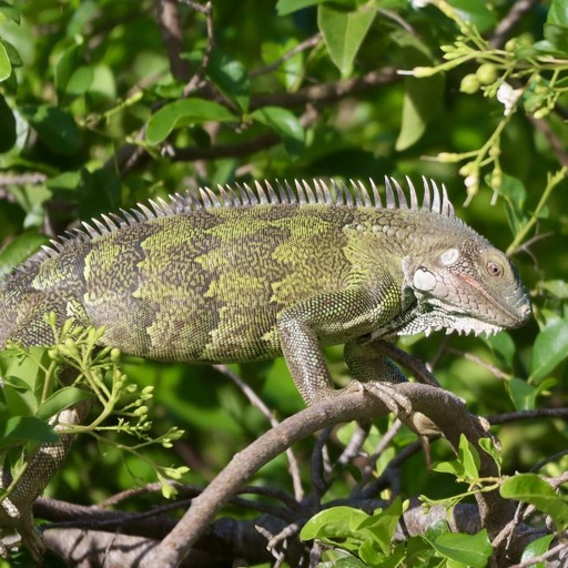 Nos yuananan / Onze leguanen