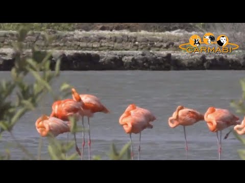 Birds of Curacao - a film by Carmabi