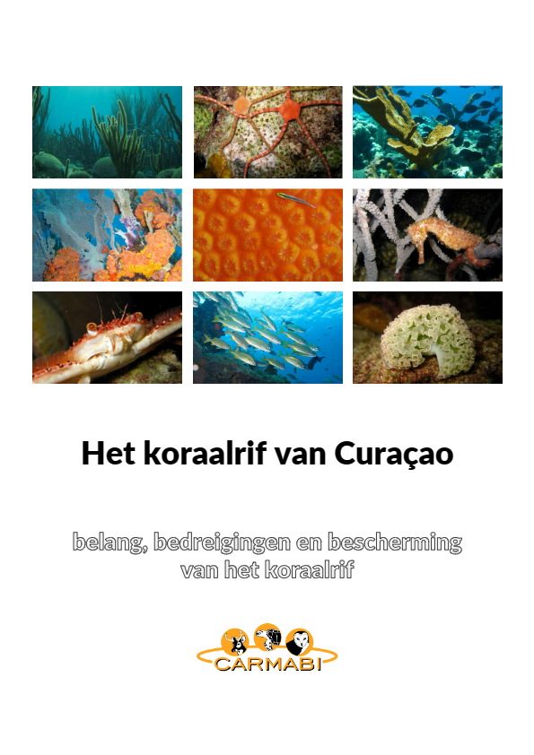 Het koraalrif van curacao