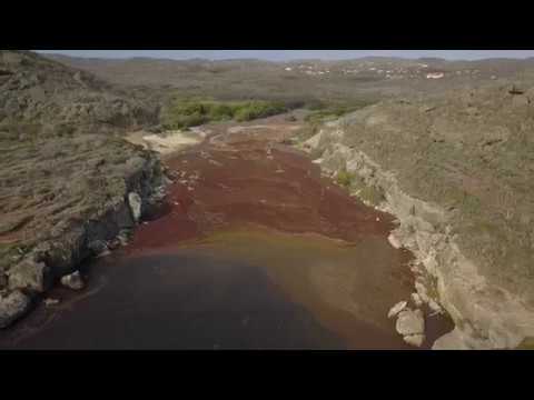 Uniek Curacao - Kiko Sargassum ta?