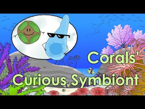 Corals' Curious Symbiont