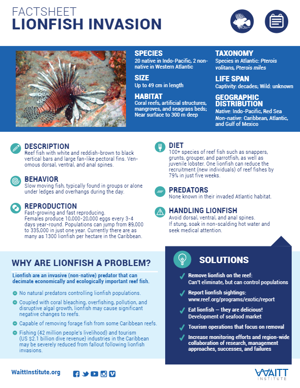 Lionfish